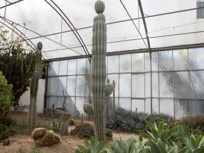 ...quali cactus colonnari...
